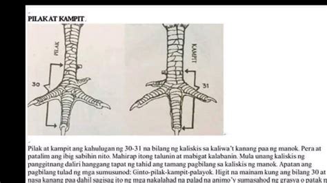 mga senyales ng manok panabong|Mga Senyales Ng Panabong Na Manok.
